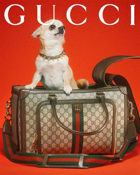 gucci pet reinigen|gucci dogs for sale.